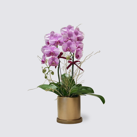 Orchid Arrangement